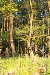 Alder quarry forest in spring, sunlight penetrates the trees in a green forest, Peenetal nature