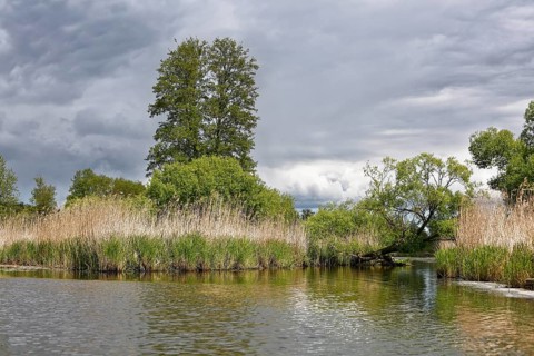 Idyllic lakeside landscape with tall trees and reeds under a cloudy sky, Peenetal nature park Park,