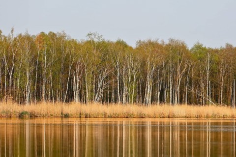 Calm river with reeds and birch forest in the background, Peenetal nature park Park,