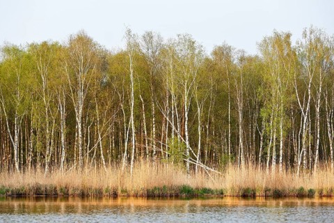 Birch forest with fresh greenery on the banks of a quiet river, Peenetal nature park Park,