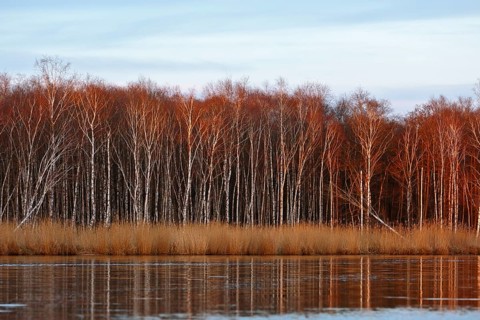 Evening sun dips birch forest and reeds in warm colors on the river, Peenetal nature park Park,