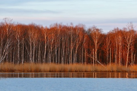 Birch forest in evening light with warm colors over a river, Peenetal nature park Park,