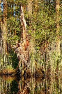 Alder quarry forest in spring, An old tree trunk in a sunny, green forest, Peenetal nature park