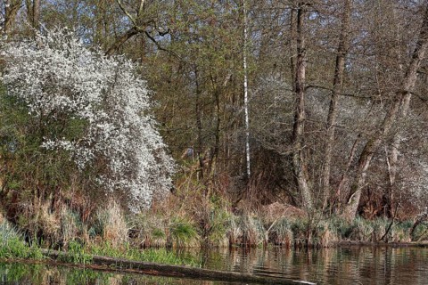 Blooming shrub surrounded by green forests on the edge of a quiet river, Peenetal nature park Park,