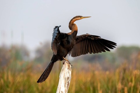 Africa snake-necked bird (Anhinga rufa) sitting on a dead tree in the river, Thamalakane River,