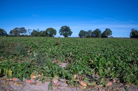 Ripe sugar beets (Beta vulgaris subsp. vulgaris Altissima Group) on the beet field, Othenstorf,