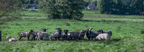 Various sheep breeds (Ovis gmelini) Rough-wooled country sheep, grey-horned heather and