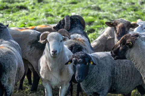 Various sheep breeds (Ovis gmelini) left a rough woolly country sheep, next to it a grey-horned