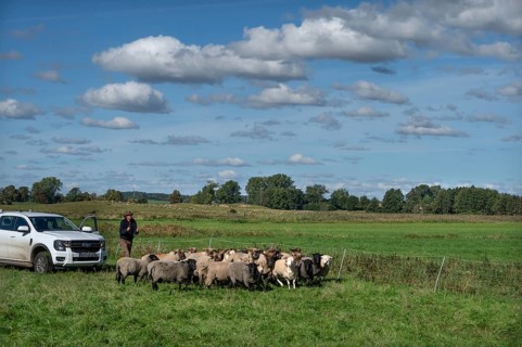 Shepherd brings his sheep together, Othenstorf, Mecklenburg-Western Pomerania, Germany