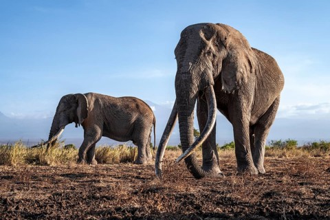African elephant (Loxodonta africana) in picturesque landscape with the summit of Mount