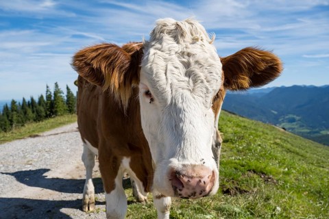 Cow standing in the Brauneck meadow, Bavarian Prealps, Isarwinkel, Lenggries, Upper Bavaria,