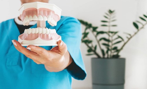 Dentist holds in his hands, dental model of teeth, in the clinic, natural light