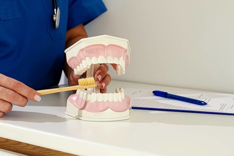 A dentist in a blue uniform demonstrates the correct technique of brushing teeth, on a model, in a