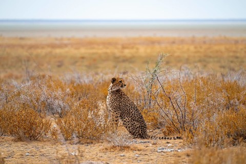 Cheetah (Acinonyx jubatus) sits in dry savanna, Etosha National Park, Namibia