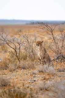 Cheetah (Acinonyx jubatus) runs in dry savanna, Etosha National Park, Namibia