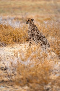 Cheetah (Acinonyx jubatus) sits in dry savanna, Etosha National Park, Namibia