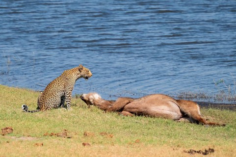 Leopard (Panthera pardus) with kill, waterbuck, Ihaha, Chobe National Park National Park, Botswana