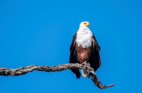 African fish eagle (Icthyophaga vocifer) sitting on dry tree, Ihaha, Chobe National Park National