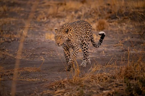 Female, leopard (Panthera pardus) snorting, dry grass, Savuti, Chobe National Park National Park,