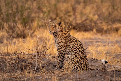 Female, leopard (Panthera pardus) sitting, dry grass, Savuti, Chobe National Park National Park,