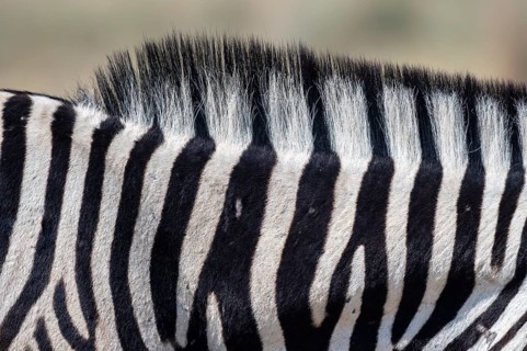 Burchell's zebra (Equus quagga burchellii), pattern, Etosha National Park, Namibia