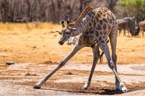 Funny, water flies through the air while drinking, Angola giraffe (Giraffa giraffa angolensis),