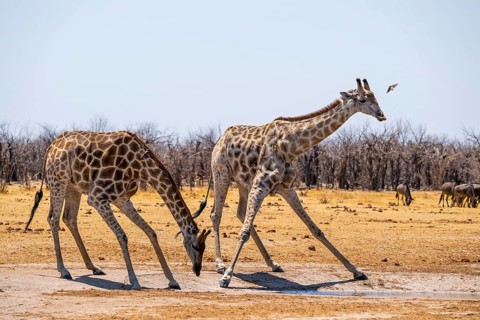 Angola giraffe (Giraffa giraffa angolensis), giraffe drinking at a waterhole, Etosha National Park,