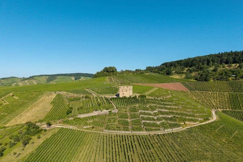 Old building surrounded by vineyards with wooded hills in the background, Y-Burg, Stetten im