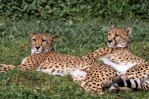 Cheetah (Acinonyx jubatus), Herberstein Wildlife, Herberstein, Styria, Austria