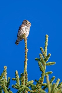 Sparrow owl (Glaucicium passerinum) sitting on the tip of a spruce tree, Heuberg, Stans, Tyrol,