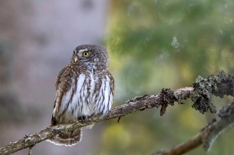 Sparrow owl (Glaucicium passerinum) sitting on a branch, Hausstatt, Weerberg, Tyrol, Austria