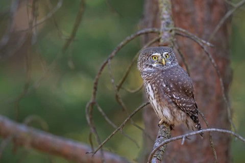 Sparrow owl (Glaucicium passerinum) sitting on a branch, Heuberg, Stans, Tyrol, Austria