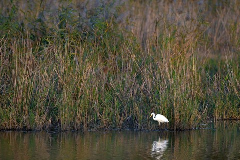 Great egret (Egretta alba) standing in shallow water, Naturquartier Grosswilfersdorf,