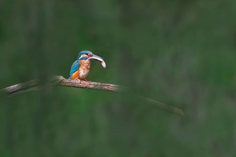 Kingfisher (Alcedo atthis) with captured fish, Littlewood Ranch, Limbach, Burgenland, Austria