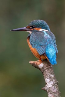 Kingfisher (Alcedo atthis) sitting on a branch, Littlewood Ranch, Limbach, Burgenland, Austria