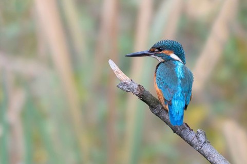 Kingfisher (Alcedo atthis) sitting on a branch, Littlewood Ranch, Limbach, Burgenland, Austria