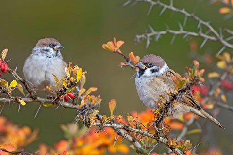 Tree sparrow (Passer montanus) sitting in a barberry bush, Littlewood Ranch, Limbach, Burgenland,