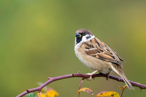 Tree sparrow (Passer montanus) sitting in a wild rose bush, Littlewood Ranch, Limbach, Burgenland,