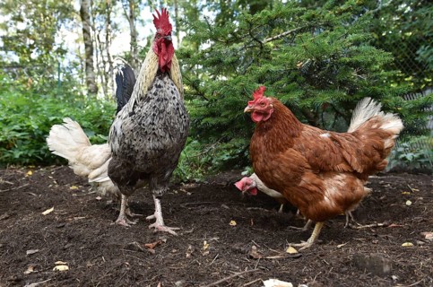 Domestic chickens, Gallus gallus domesticus, with roosters searching for food in outdoor