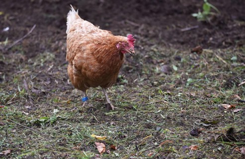Hen, Gallus gallus domesticus, looking for food in a free-range farm, organic farming,