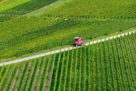 A red grape harvester moves on a road in the vineyards, grape grape harvest, near Korb im Remstal,