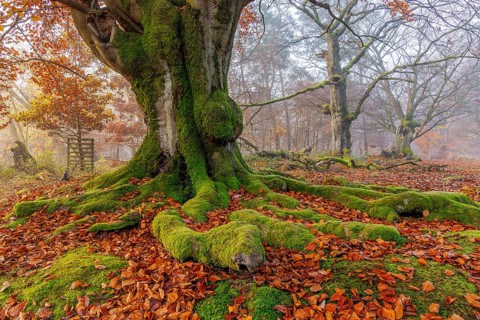 Beech in Hutewald Halloh, Hesse, Germany