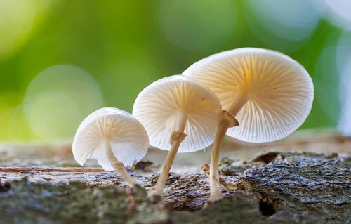 Beech slime (Mucidula mucida), Germany