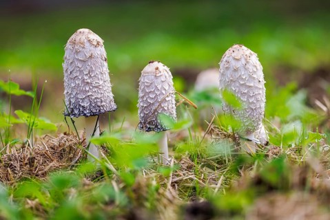 Schopf tintling (Coprinus comatus), Germany