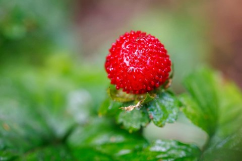 Forest strawberry (Fragaria vesca), Germany