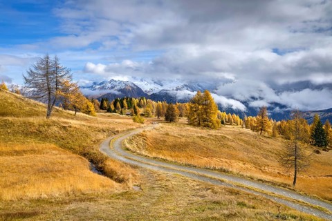 Autumnal larch meadows, behind Olperer, Fußstein, Schrammacher, Sagwandspitze, Vinaders, Tyrol,