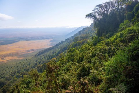 View of Ngorongoro Crater, Crater Viewpoint, Forest and Savanna Landscape, Ngorongoro Conservation