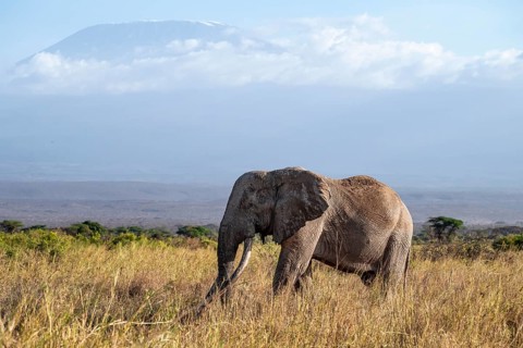 African elephant (Loxodonta africana) in picturesque landscape with the summit of Mount