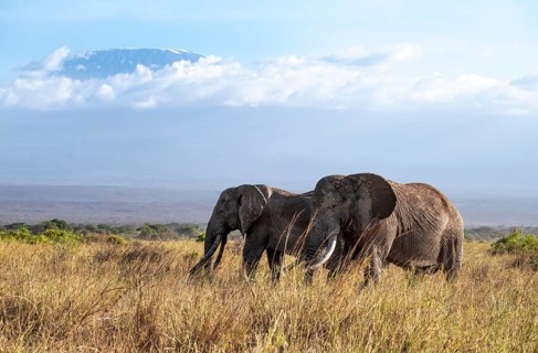 African elephants (Loxodonta africana) in picturesque landscape with the summit of Mount