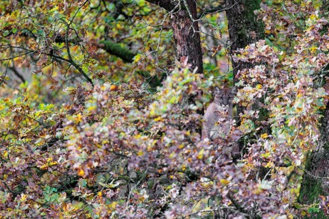 A female cougar (Puma concolor) rests hidden by leaves on a big branch high up in an oak tree. W